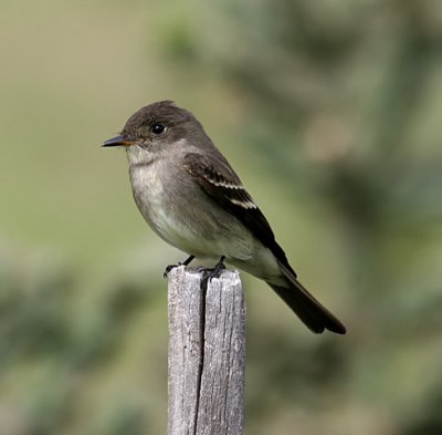 Western Wood-Pewee