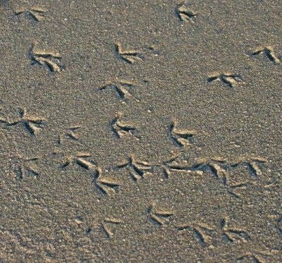 Piping Plover tracks