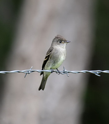 Hammond's Flycatcher