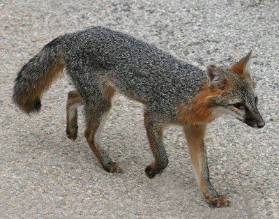 Gray Fox
