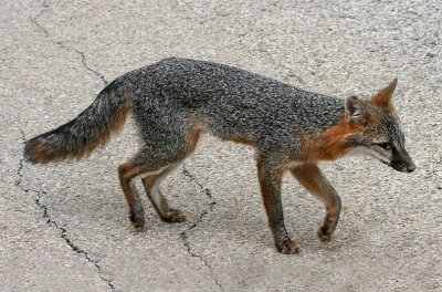 Gray Fox