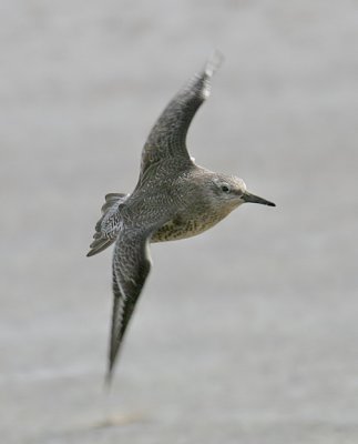 Red Knot