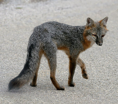 Gray Fox