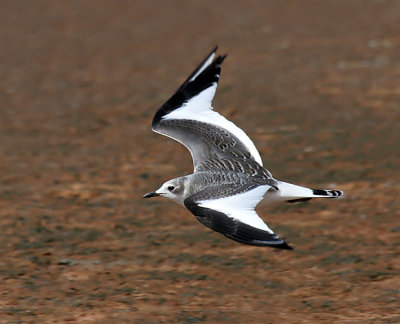 Sabine's Gull