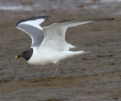 Sabine's Gull