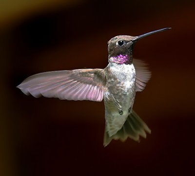 Black-chinned Hummingbird