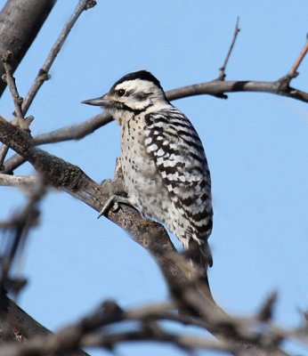 Ladder-backed Woodpecker