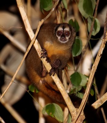 Lemurine Night Monkey