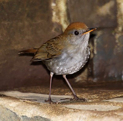 Ruddy-capped Nightingale-thrush