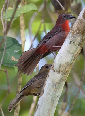 Red-throated Ant-Tanagers