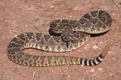 Western Diamondbacked Rattlesnake