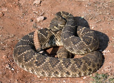 Western Diamondbacked Rattlesnake