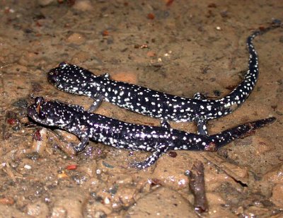 Sequoyah Slimy Salamander