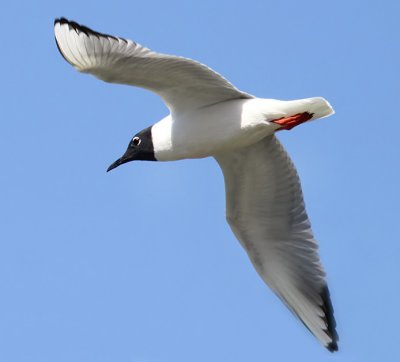 Bonaparte's Gull