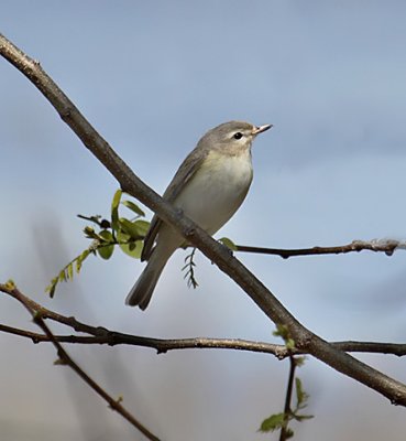 Warbling Vireo