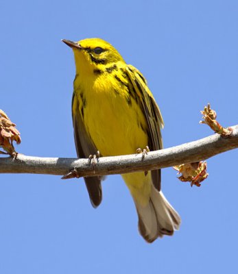 Prairie Warbler