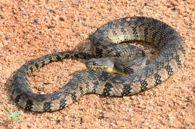 Northern Diamond-backed Watersnake