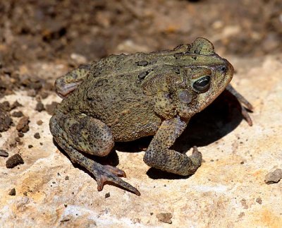 Dwarf American Toad