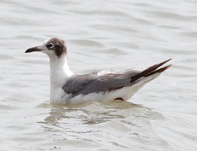 Laughing Gull