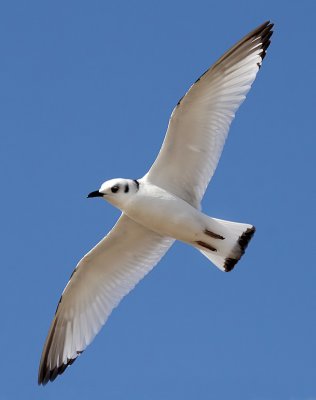 Black-legged Kittiwake