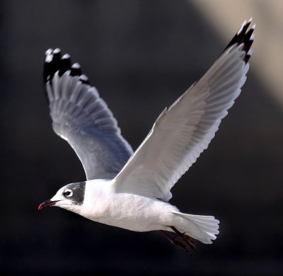 Franklin's Gull