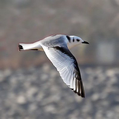 Black-legged Kittiwake