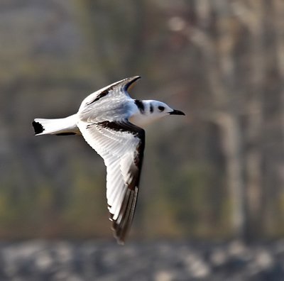 Black-legged Kittiwake