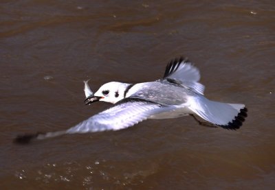 Black-legged Kittiwake