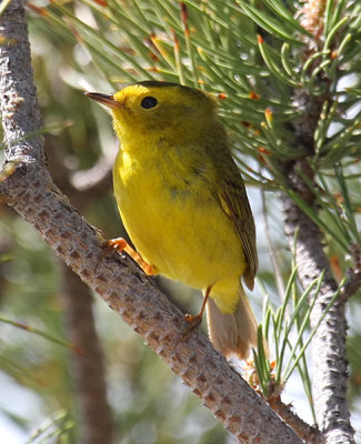 Wilson's Warbler