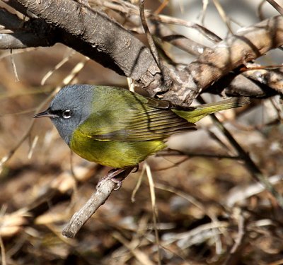 MacGillivray's Warbler