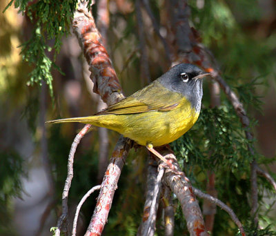 MacGillivray's Warbler