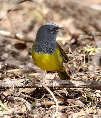 MacGillivray's Warbler