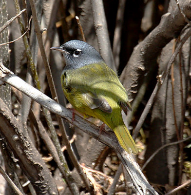 MacGillivray's Warbler