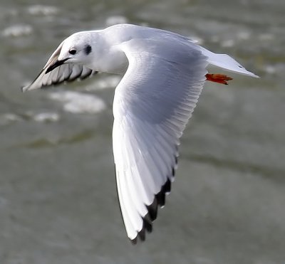 Bonaparte's Gull