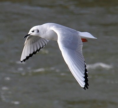 Bonaparte's Gull