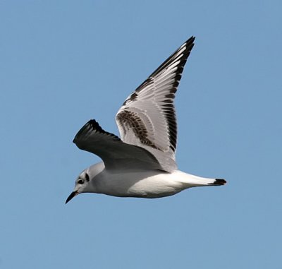 Bonaparte's Gull