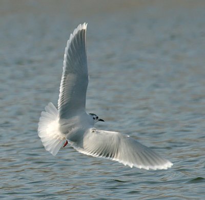 Little Gull