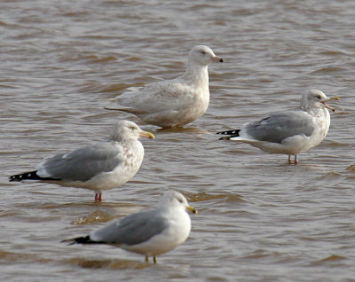 Glaucous Gull