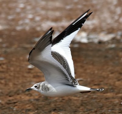 Sabine's Gull