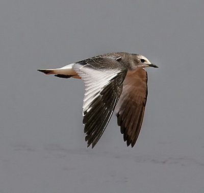 Sabine's Gull