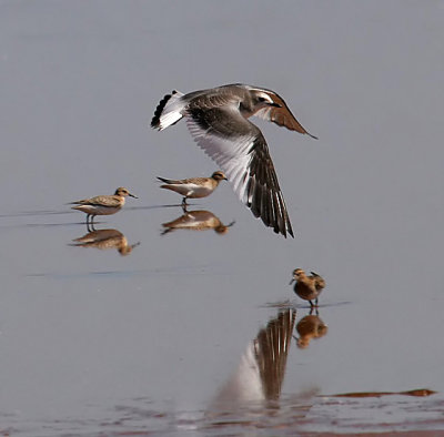 Sabine's Gull