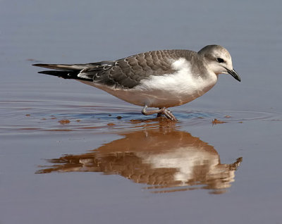 Sabine's Gull