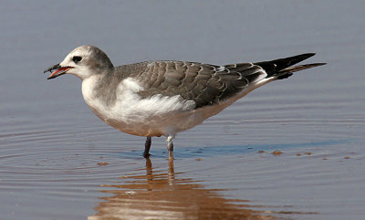 Sabine's Gull