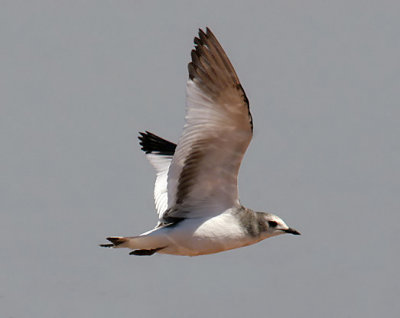 Sabine's Gull