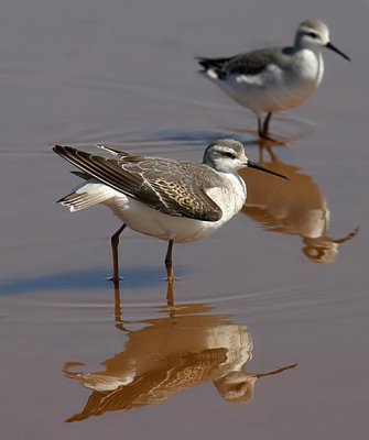 Wilson's Phalarope