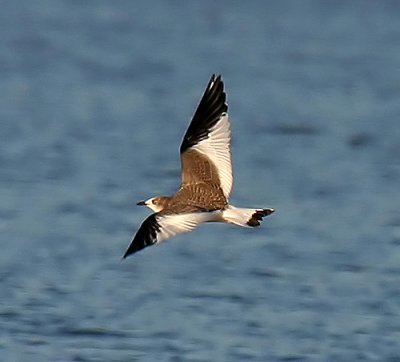 Sabine's Gull