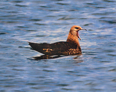 Parasitic Jaegar