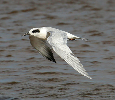 Forster's Tern