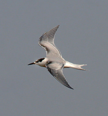 Common Tern