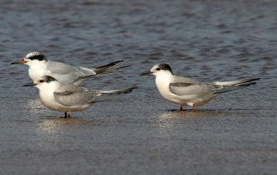 Common Terns